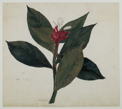 Sonamukhi, o Senna de Indian School